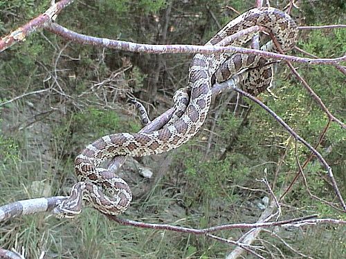 Pantherophis emoryi